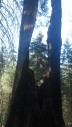 Sequoia Stump